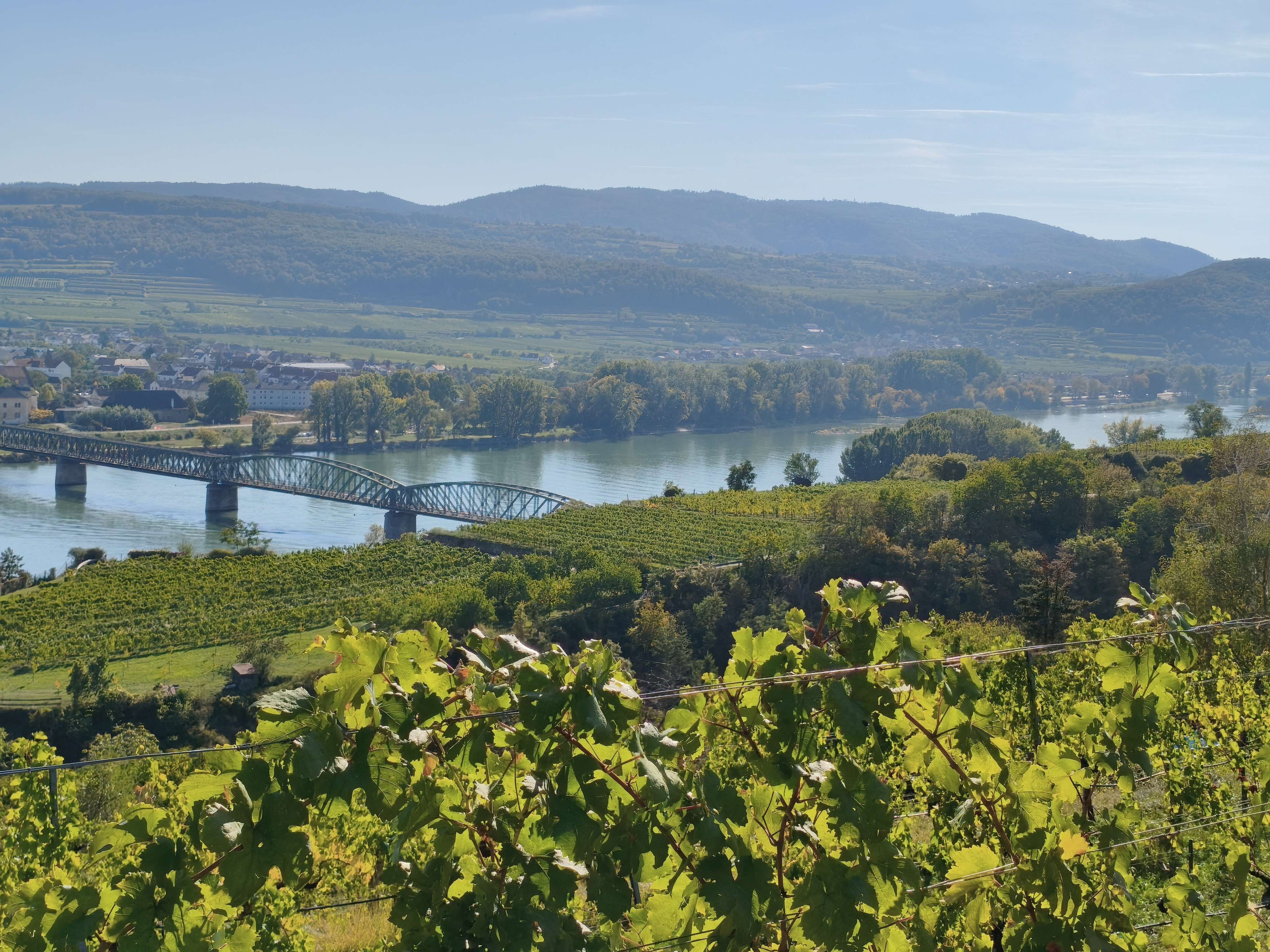 Blick über Weinreben auf die Donau mit der Brücke zwischen Krems und Mautern