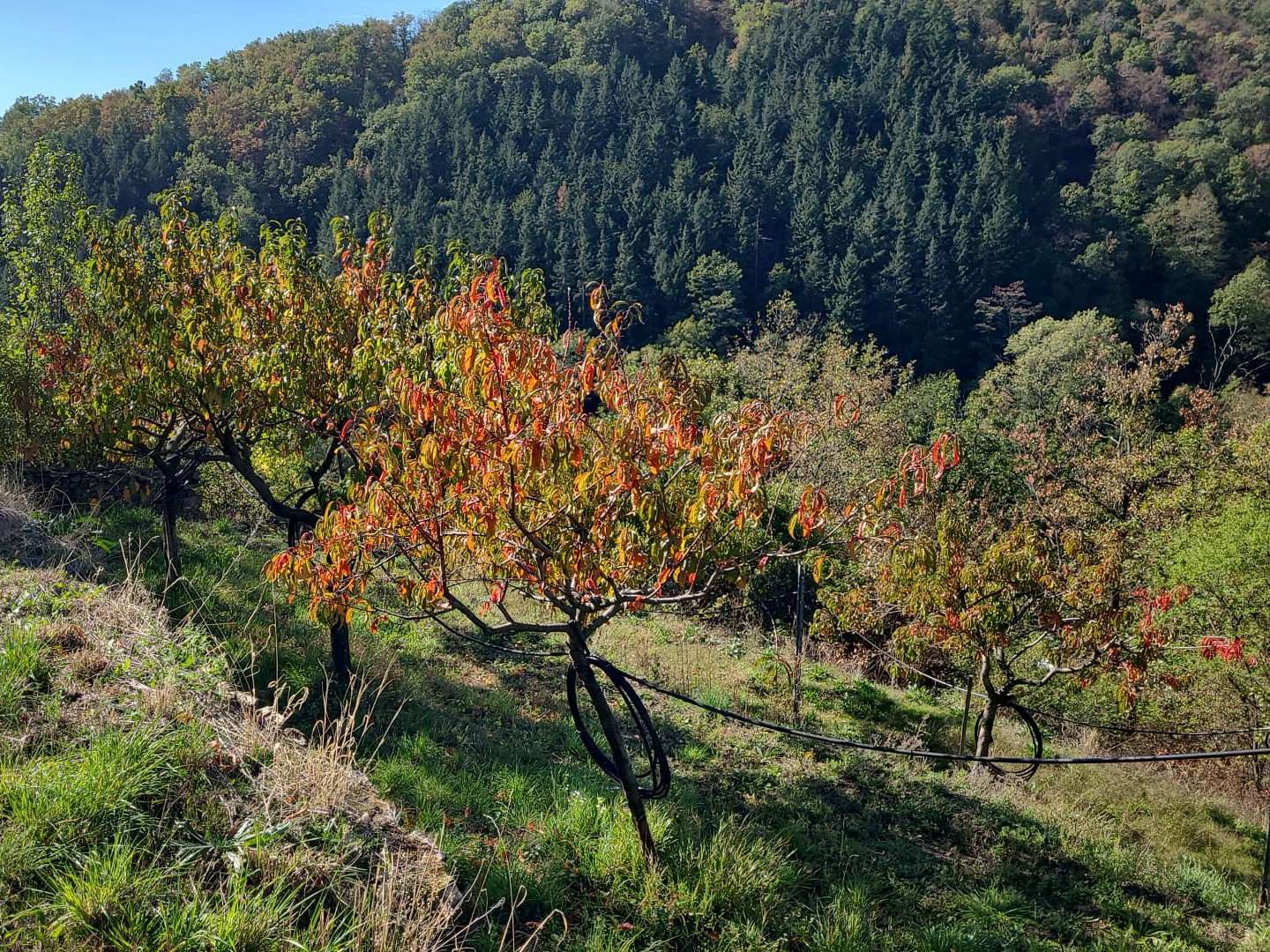 Obstbäume im Herbstlaub auf unserer Weingarten-Terrasse