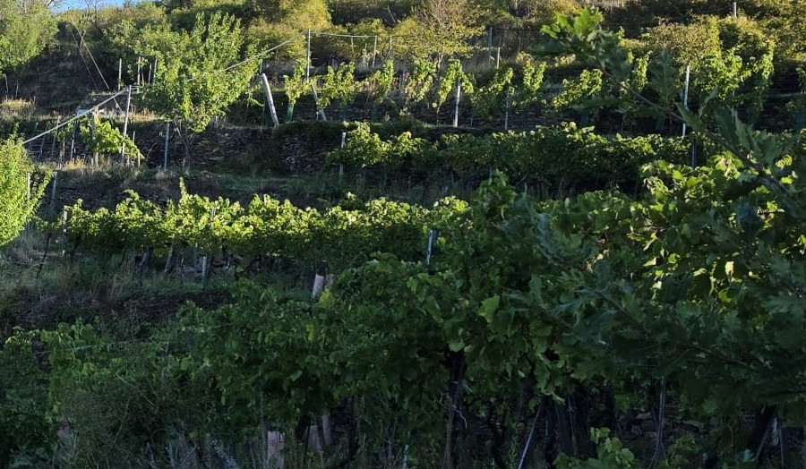 Rebzeilen auf den Terrassen unseres Weingartens