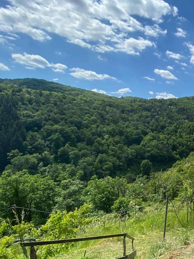 Blick aus unserem Weingarten über das bewaldete Tal